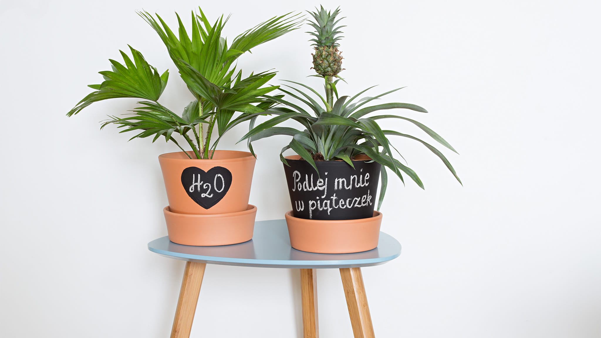 Dulux farba tablicowa - doniczki